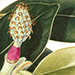 Beverly Allen CMagnolia grandiflora 